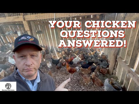 Essential Tips for Caring for Chickens: The Ultimate Guide to Raising Happy and Healthy Flocks!