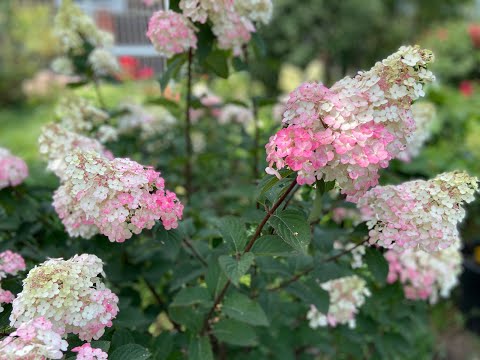 #Какобрезатьвесной#1-2 и 3х летнего возраста#метельчатуюгортензию #Передержка#саженцев до посадки.