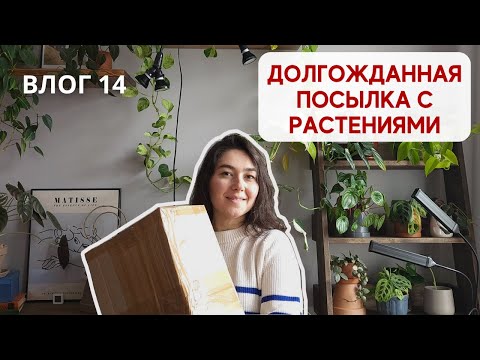 РАСПАКОВКА посылки с коллекционными РАСТЕНИЯМИ