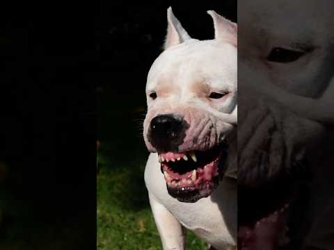 The Puma Couldn't Handle It⦠Who Is the Argentinian Dogo Really! #dog #breed
