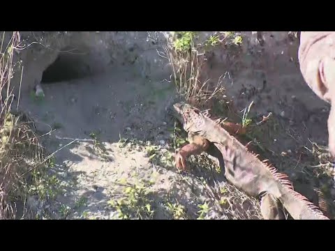 Cold-stunned iguanas dropping like flies as frigid temperatures remain across South Florida