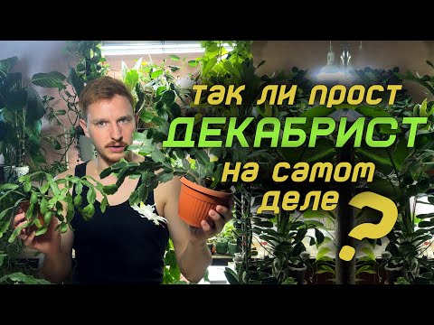 Вы уверены, что знаете Декабрист? Шлюмбергера и ее удивительное семейство!