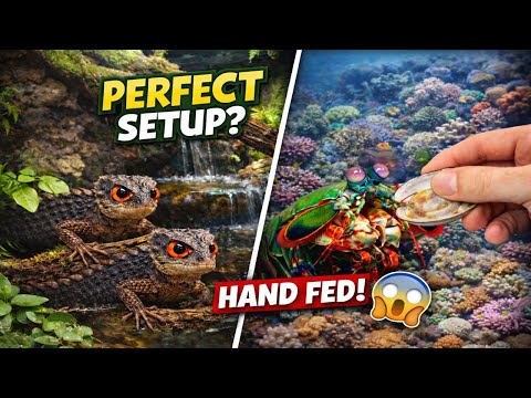I Built the PERFECT Terrarium for My Red-Eyed Crocodile Skinks + I HAND FEED My Mantis Shrimp!