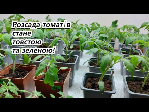 Розсада томатів призупине витягування!