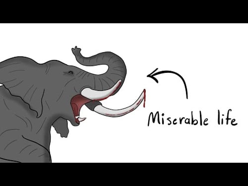 Why Elephants Have It So Hard From Birth