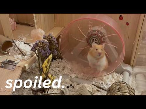 cleaning my hamsters cage at midnight and yapping