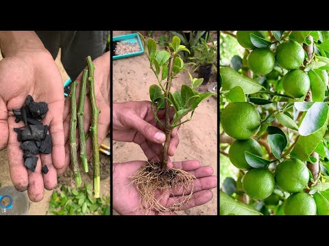 Propagating lemon trees by cuttings using pieces of charcoal 🍋 Plant hundreds of citrus trees for...