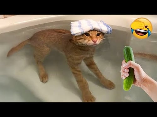 Funniest Animals 2025 - Funny Cats and Dogs - Funny Animal Videos #33