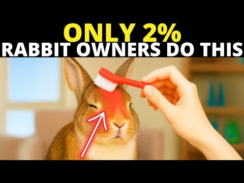 10 Things Rabbits Love and Only 2% of Owners Actually Do
