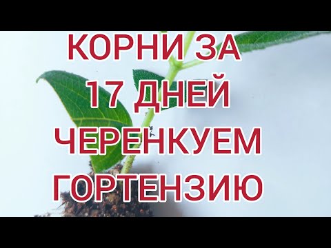 Черенкование гортензий для новичков.❗☝Пошаговая инструкция. От А до Я 💯% результат