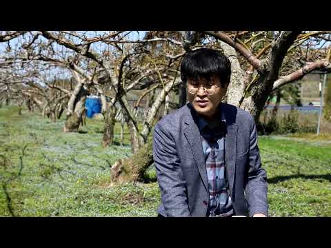 배 저온피해 예방기술냉해 피해 경감을 위한 연소법