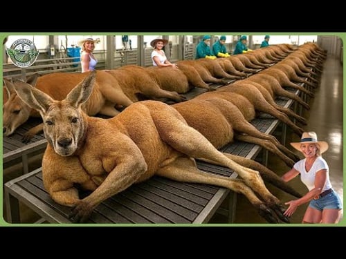 How Millions of Kangaroo Are Processed – Massive Kangaroo Meat Processing