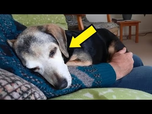 THE SHELTER WARNED ME NOT TO ADOPT THIS DOG — WHAT HE DID BROKE ME