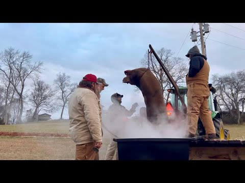 This IS The Way of our Ancestors || Family Hog Butchering || December 2024