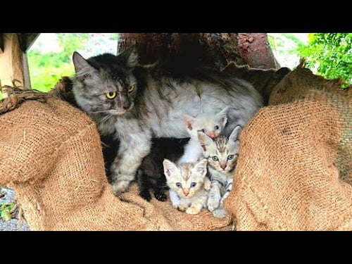 We are cold and hungry, can you take us home?