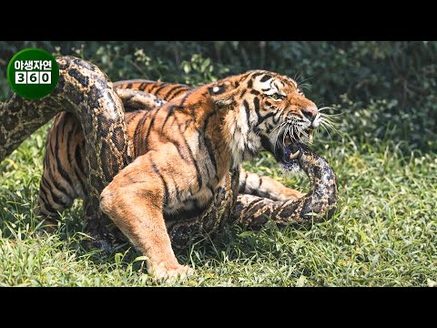Shocking python constricts and swallows its prey… Brutal hunting scene captured! | Animal Kingdom