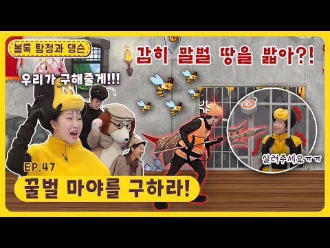 볼록 탐정과 댕슨ㅣEp.47ㅣ꿀벌 마야를 구하라!ㅣ딩동댕유치원