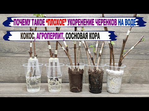 🍇 Почему ПЛОХОЕ укоренение черенков винограда на ВОДЕ. Сравниваю кокос, перлит, сосновую кору и воду