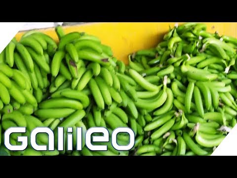 Bananen pflücken: So hart ist der Ernte-Job! | Galileo | ProSieben
