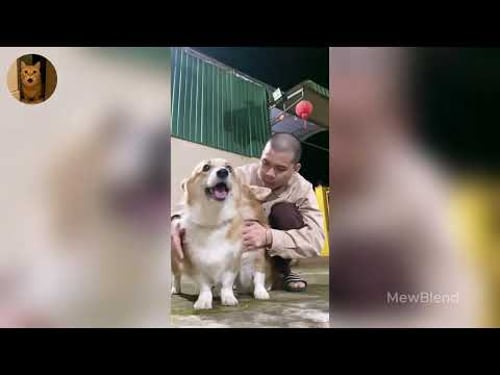 Funniest Cats of 2025 😹 You Won’t Stop Laughing! Part 18