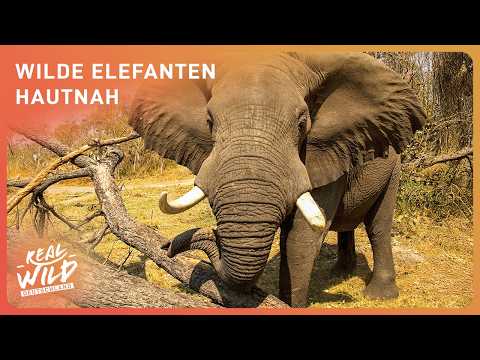 Doku: Das geheimnisvolle Leben der wilden Elefanten