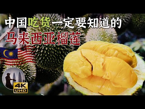 我们一家为什么从来不吃泰国金枕头?看了这期分享,很多人就懂了!中国人一定要了解的马来西亚榴莲~猫山王!