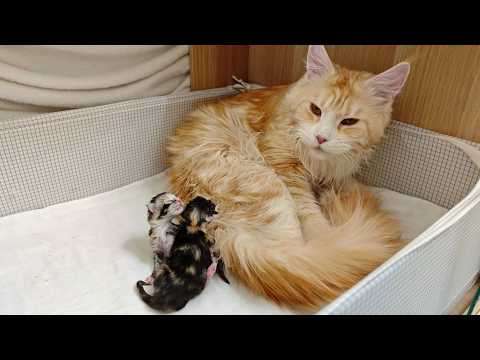 Happy Mama Ada and Her Little Kittens!