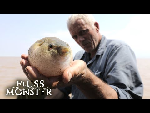Der südostasiatische Süßwasserkugelfisch: Ein überraschender Täter | S7 E01 | Fluss Monster