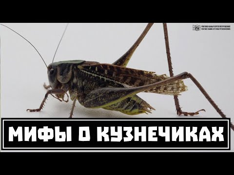 There was a grasshopper in the grass. Destroying children's myths. // Clever Cricket