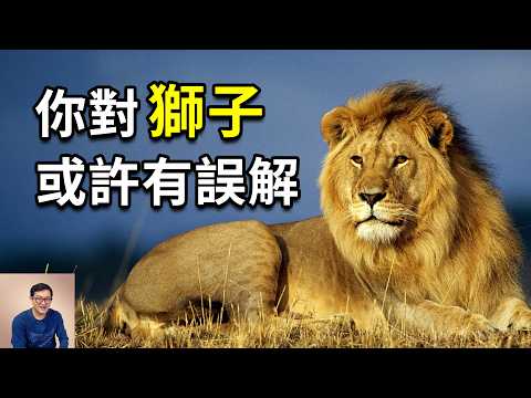 為什麼說獅子被嚴重誤解?真打不過老虎嗎?母獅戰鬥力其實超乎想象,雄獅則另有隱秘真相……【老肉雜談】#獅子 #老虎 #動物 #生物 #冷知識
