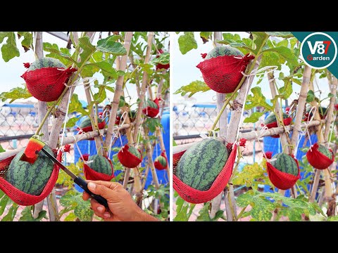Growing Watermelons in Containers on Rooftop Garden