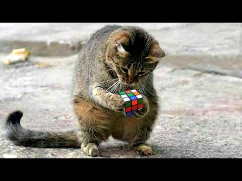 When You Own a Cat With an IQ 999 😂 🧠Funny Cat Videos 2026