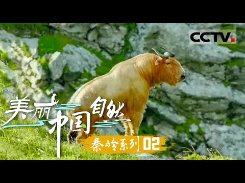 《美丽中国 自然》金毛羚牛:"六不像"羚牛 身兼多兽之貌 实为珍稀“羚羊”!——秦岭系列【CCTV纪录】