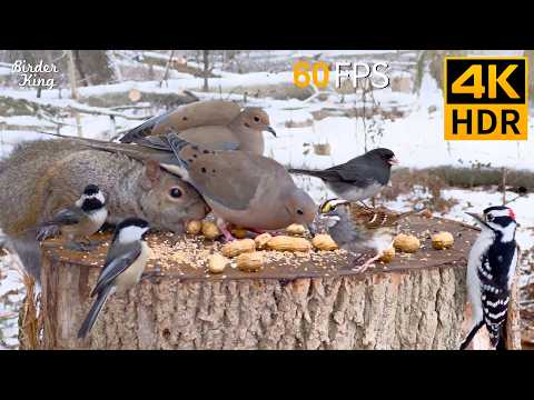 Cat TV ๐บโ๏ธ Winter Magic: Happy Birds and Squirrels in the Snow ๐ฟ Cat Games 4K HDR