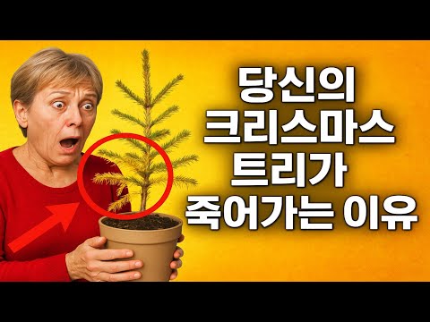 당신의 크리스마스 트리가 죽어가는 이유! 이 실수만은 피하세요