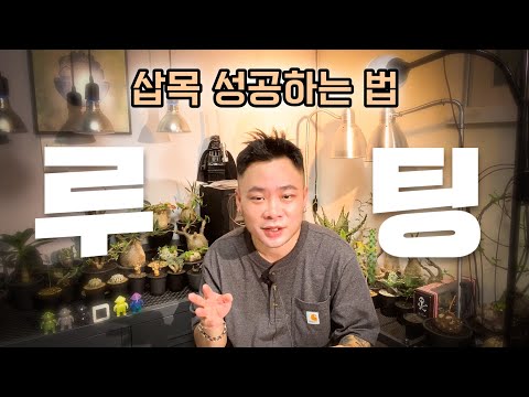 삽목 발근 rooting 이렇게만 해보세요 / 삽목 흙 / 발근제 없이 식물 뿌리 내리기