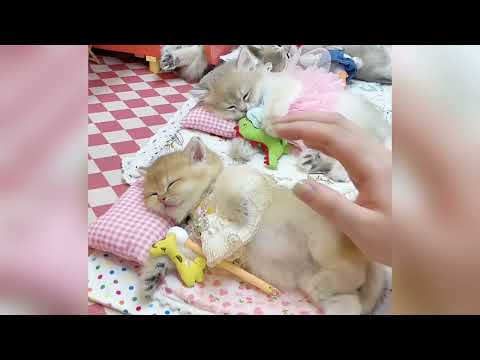 Les chatons originaux ajouteront de la gaieté à votre journée