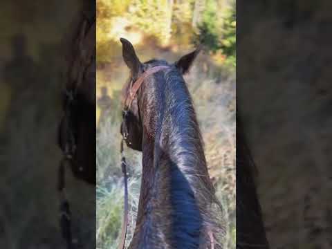 2022 - one of our very first trail rides together ♥️ #lifewithRudnik #horse #equestrian #horselife
