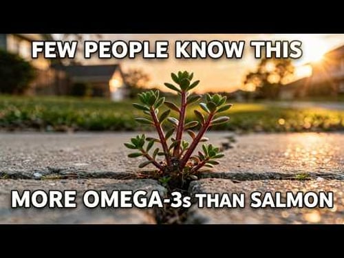 6x More Omega-3s Than Salmon. Grows in Sidewalk Cracks. USDA Calls It a "Noxious Weed."