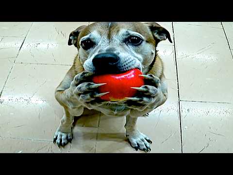 Laughing At Horrifying AI Videos