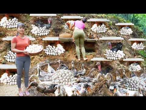 REWIND TIMELAPSE -- 866Days Build Many Nests For Ducks And Hens To Lay Egg - Harvest Lots Of Eggs