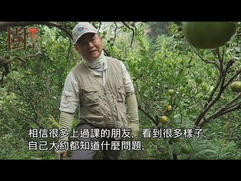 如何增強樹勢從而提高免疫力,抗蟲力