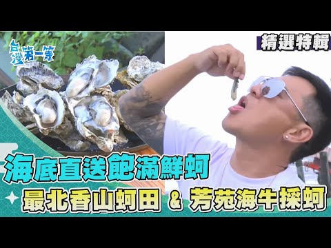 台灣第一等【全台最北香山蚵田 肥美飽滿夏蚵吃到飽/芳苑潮間帶 百年傳統海牛犁蚵田】 _精選特輯