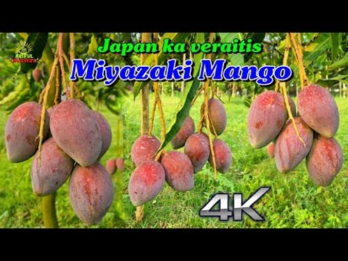 Why Miyazaki Mangoes Are So Expensive | So Expensive Food | Business Insider