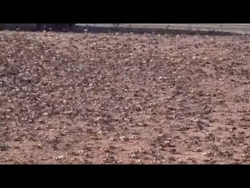 Nevada confronts invasion of blood-red crickets