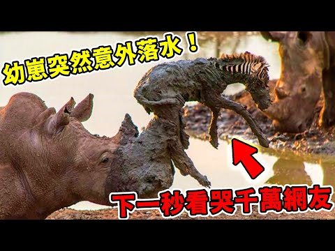 全球最感人動物互助瞬間,小狗下水 救松鼠,貓頭鷹給貓咪當媽媽,第一名人類當眾下跪,所有人都淚崩了!