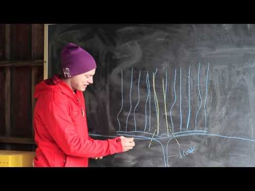 How to - Prune Grape Vines