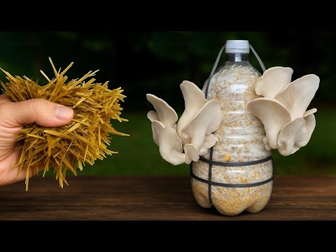 🍄 How to Grow Mushrooms at Home Starting from Store Bought Mushrooms Part 2