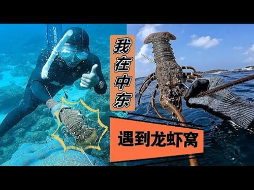 《环球探海记》阿曼 第33天:今天赶海收获好了多大龙虾,但是居然都没人吃 #抓龙虾#自由潜渔猎#阿曼赶海旅行