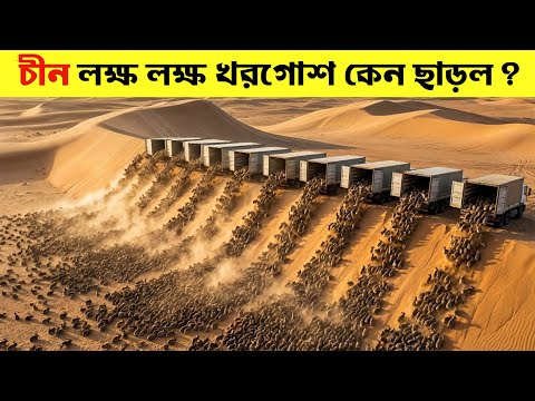 চীন কেন মরুভূমিতে লক্ষ লক্ষ খরগোশ ছেড়েদিল ? কারণ শুনলে আপনি হতবাক হবেন